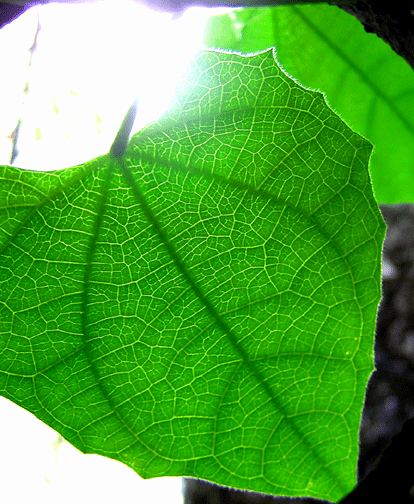 leaf