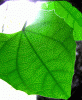 leaf
