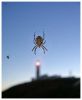 Spider eating lighthouse ...... lol by Ian Reed