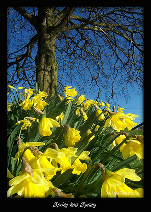 Spring has spung