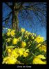 Spring has spung