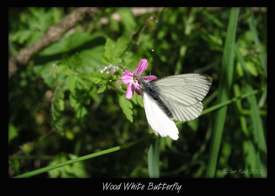 Wood White Butterfly