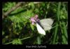 Wood White Butterfly by Ian Reed