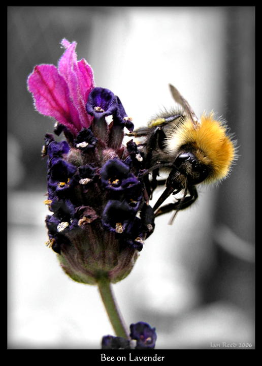 Bee on Lavender