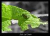 Dock Leaf Beetle by Ian Reed
