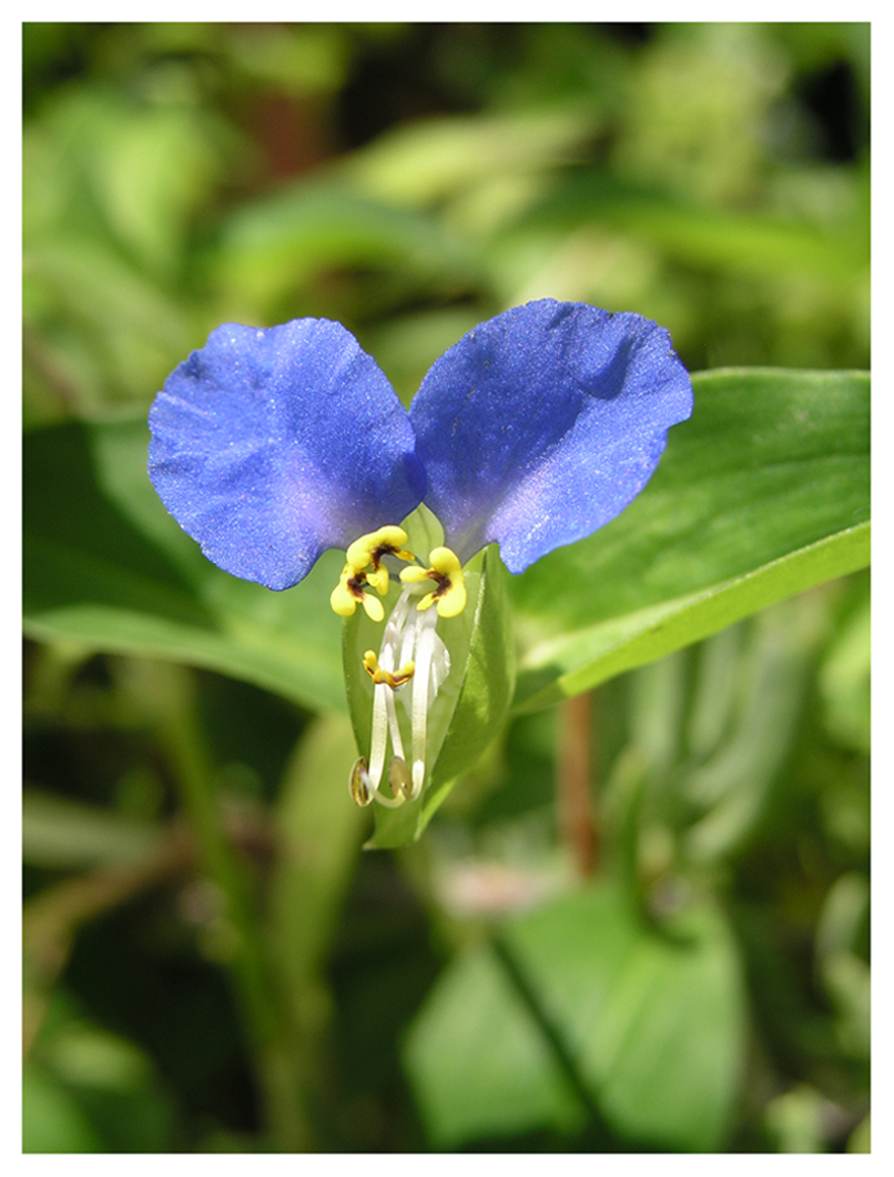 Blue Flower