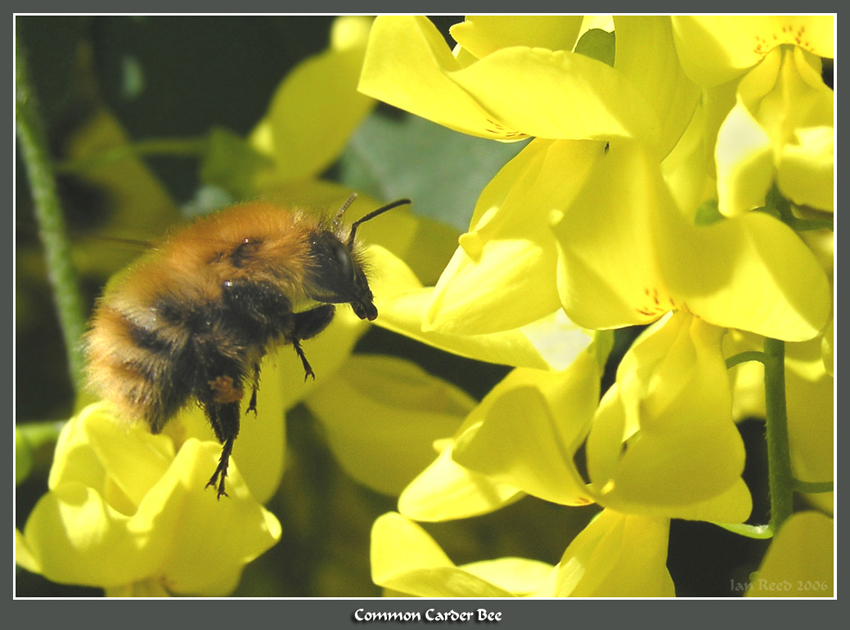 Common Carder Bee
