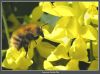 Common Carder Bee by Ian Reed