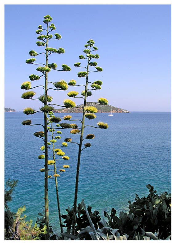 Day-Veiw-From-Skiathos