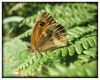 Gatekeeper (Pyronia Tithonus) by Ian Reed