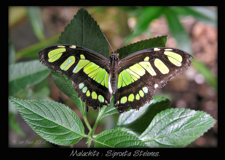 Malachite Butterfly