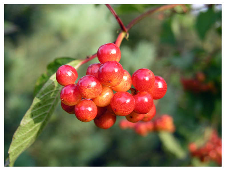 Red Berries