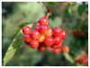 Red Berries by Ian Reed