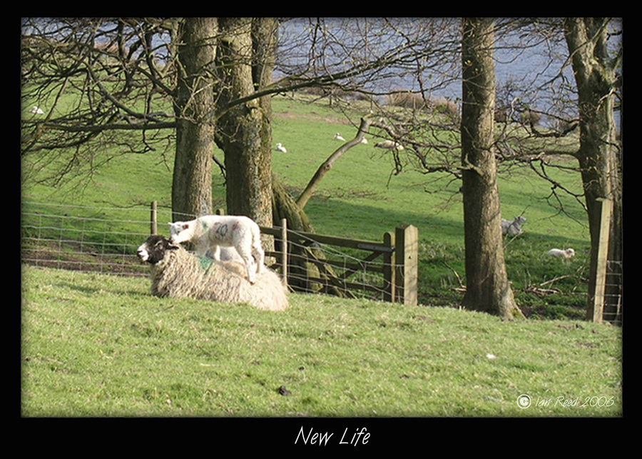 New Life