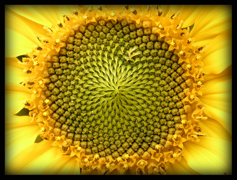Sunflower Centre