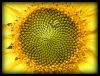 Sunflower Centre by Ian Reed