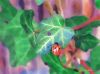 Ladybug