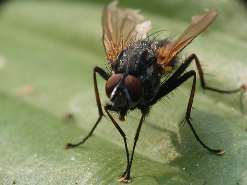just a fly