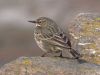 Rock Pipit (Anthus petrosus)