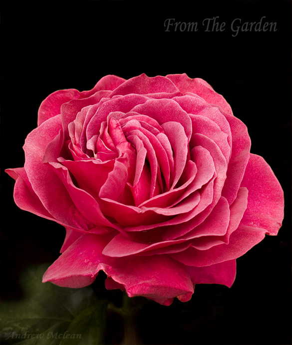 from the garden (2)