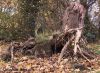 stump
