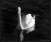 swan B&W by Andrew Mclean