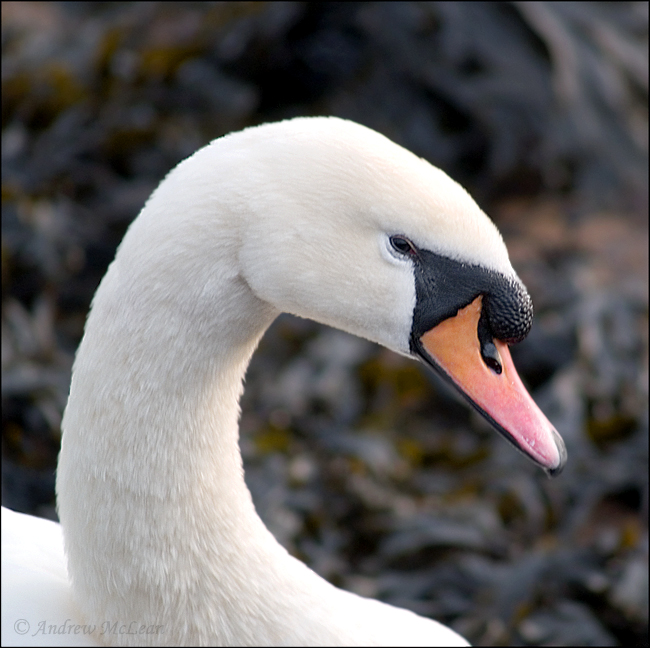 swan