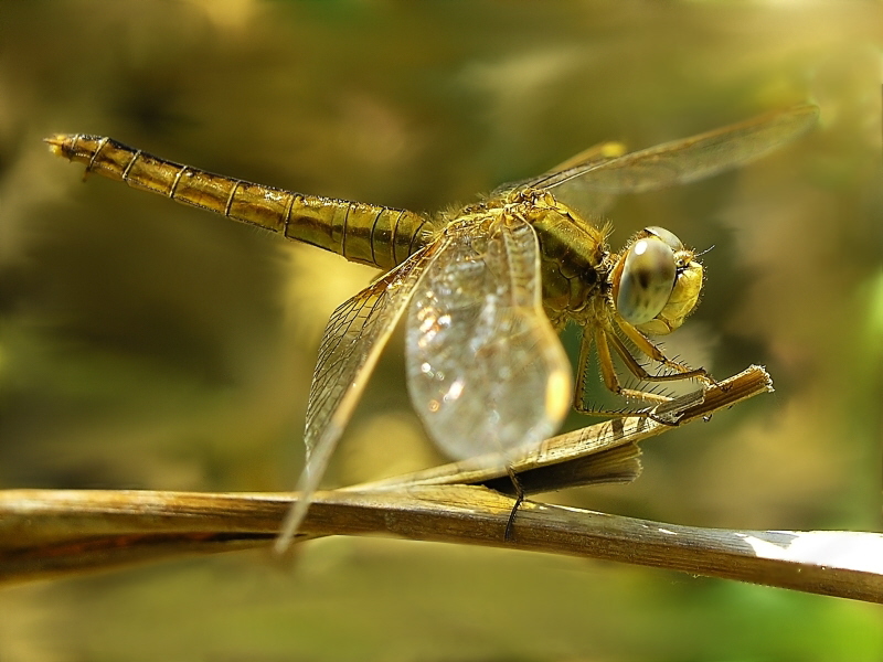 Dragonfly (6)