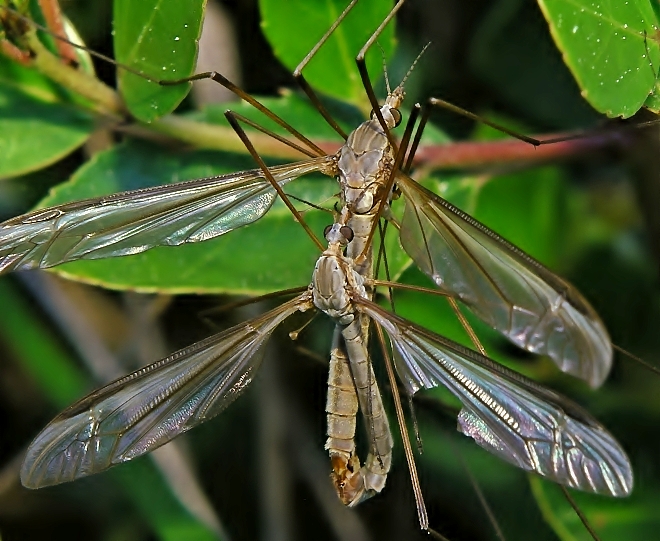 Mosquitos