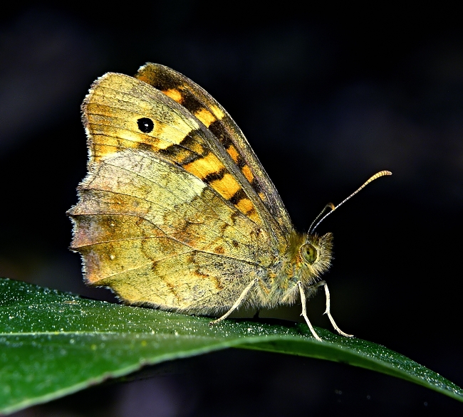Butterfly (8)
