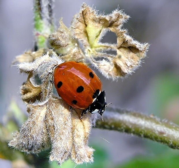 Ladybug