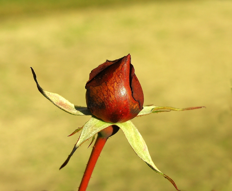 Flower(2)