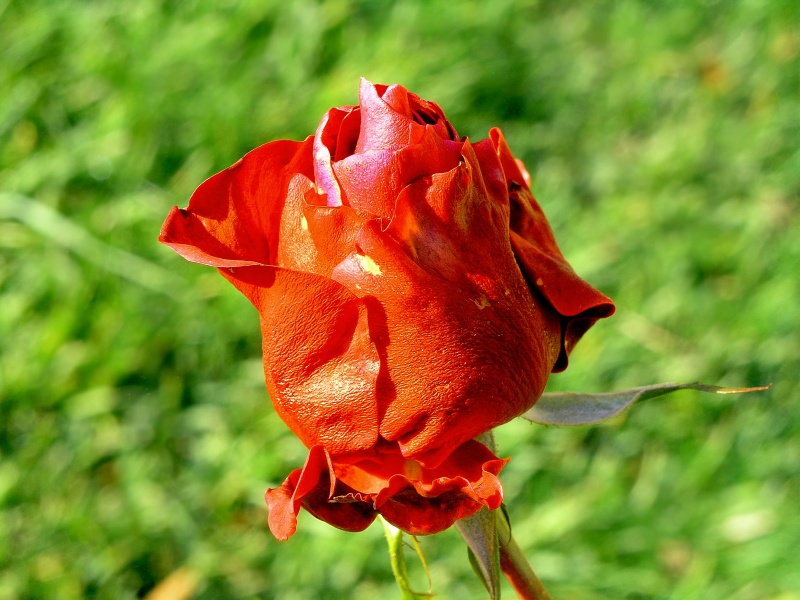 rose