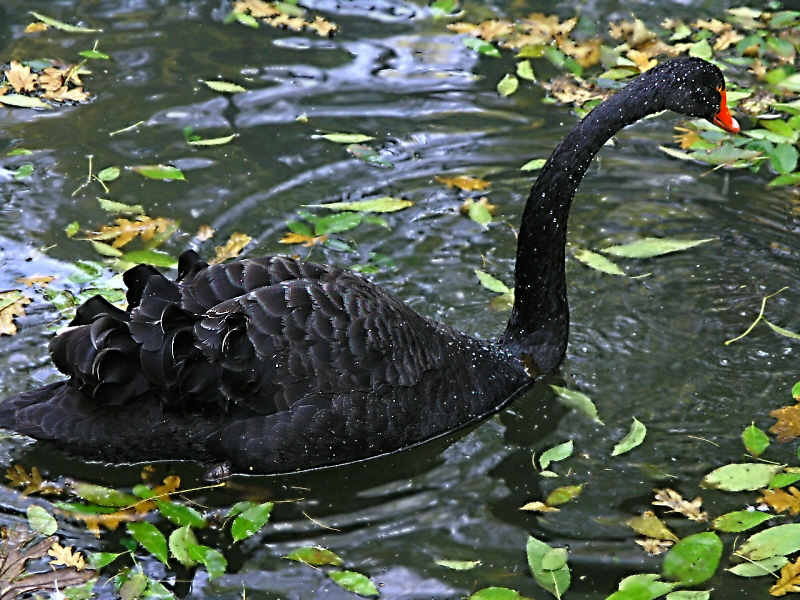 Black swan