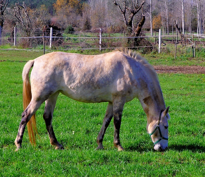 Horse (2)