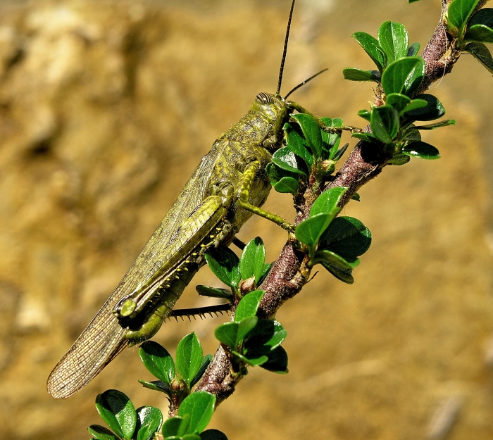 Grasshopper