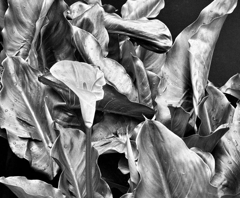 b&w  flower
