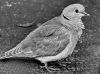 B&W Dove