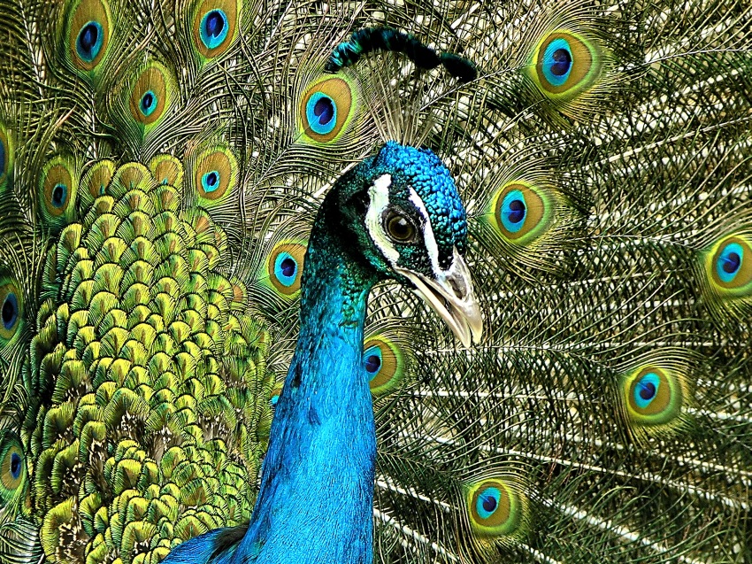 Peacock