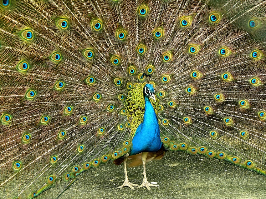 Peacock II