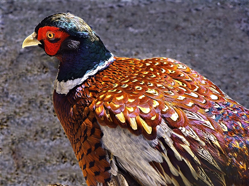 Pheasant