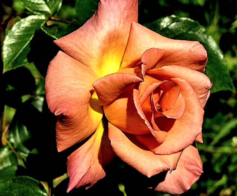 Rose (2)