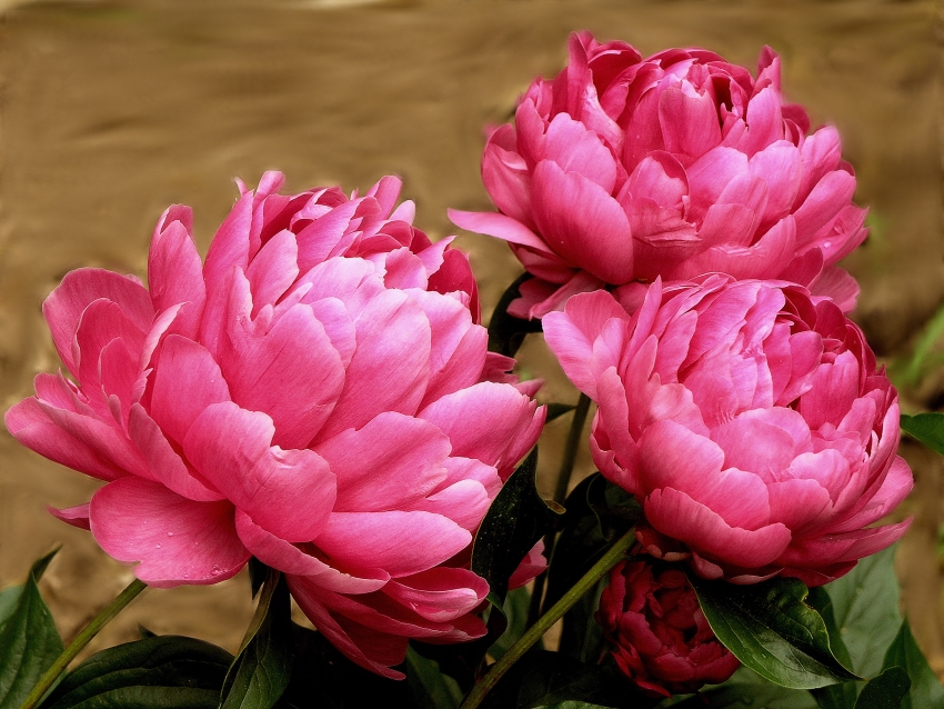 Macro (5)