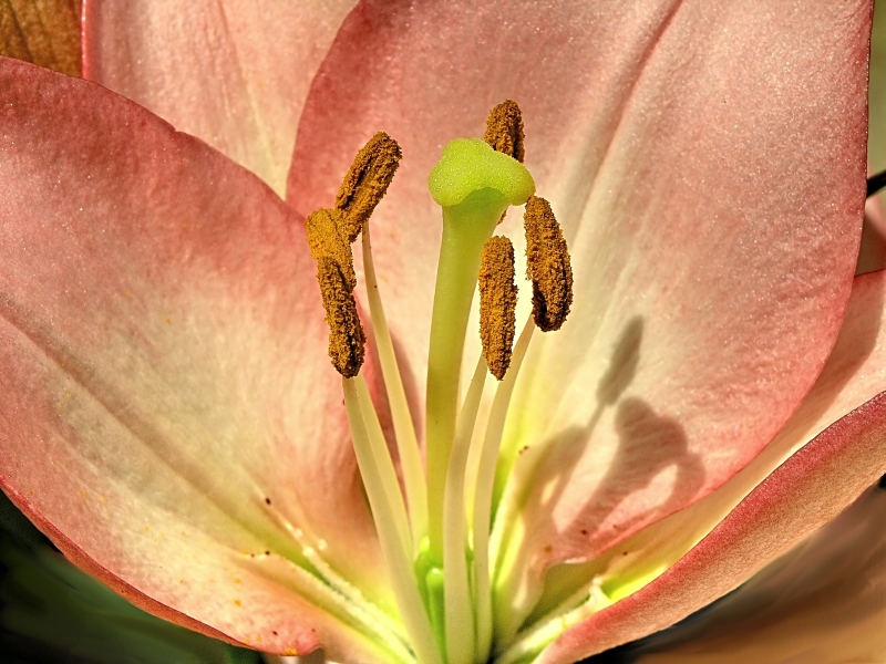 Macro (3)