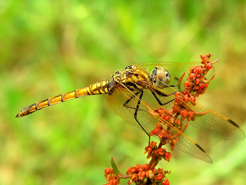 Dragonfly