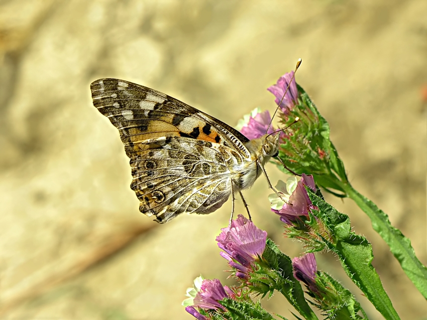 Butterfly (1)