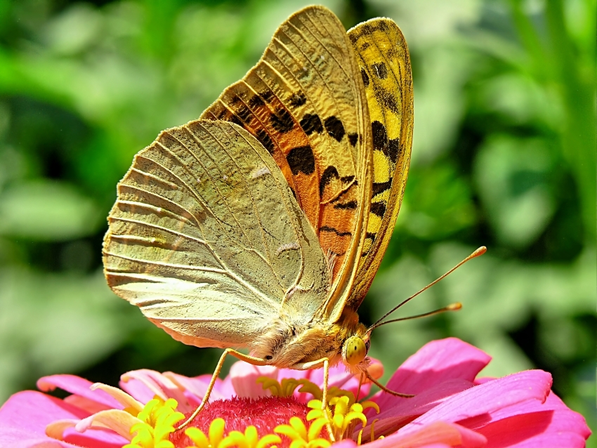 Butterfly (4)