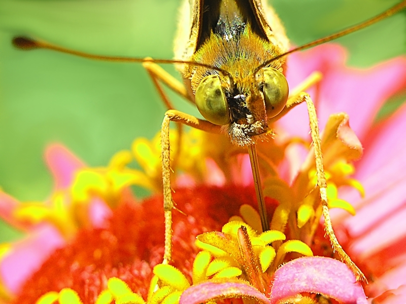 Butterfly-eyes