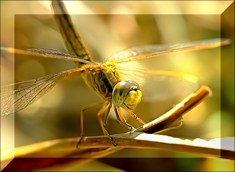 Dragonfly (7)