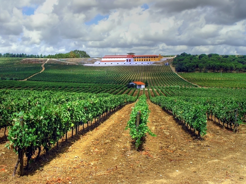 Vineyard_and_Cellar